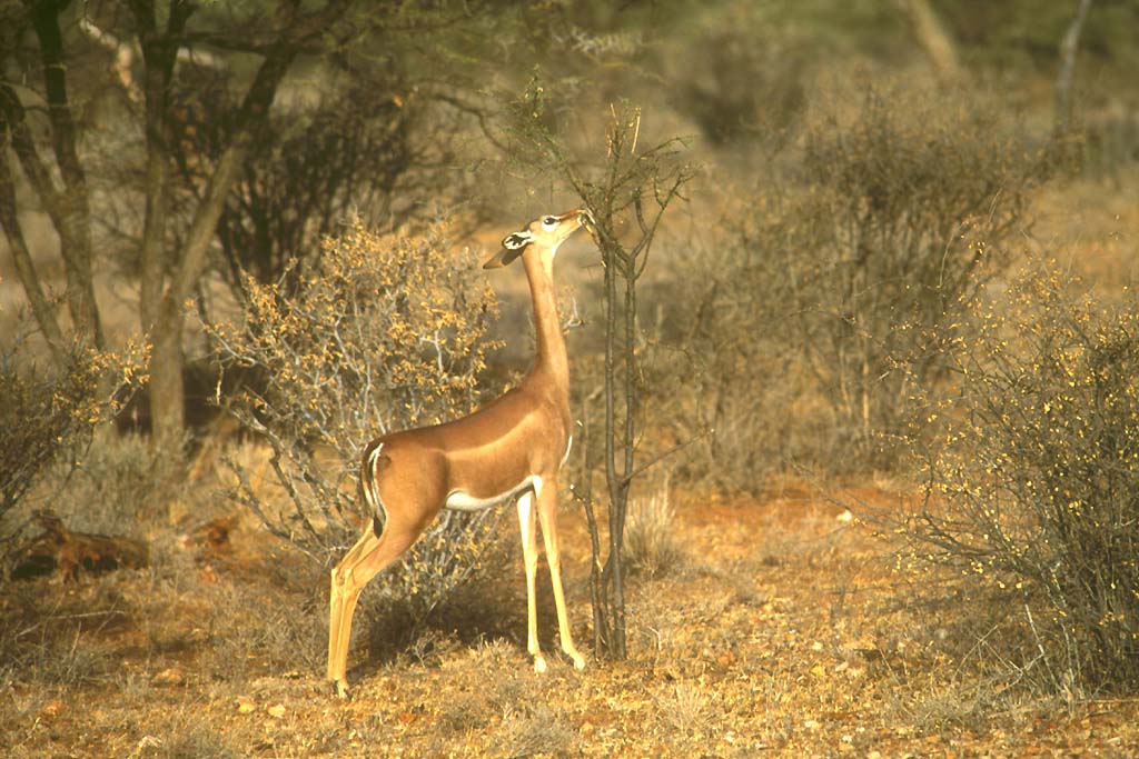 Gerenuk ou Gazelle-girafe (<em>Litocranius wallerii</em>).