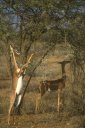 Gerenuk ou Gazelle-girafe (<em>Litocranius wallerii</em>). [9863 views]