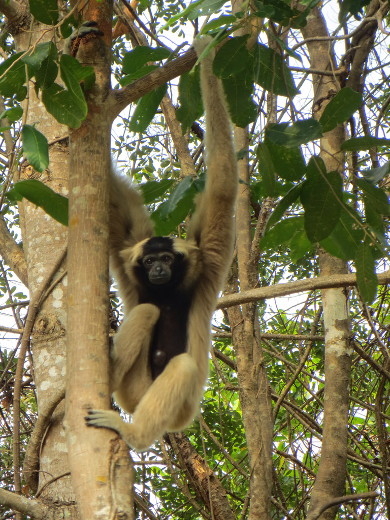 Le gibbon à bonnet (<em>Hylobates pileatus</em>) est un primate arboricole qui vit dans les forêts de l'est de la Thaïlande, de l'ouest du Cambodge et du sud-ouest du Laos.  Il présente un dimorphisme sexuel dans la couleur de sa fourrure : les mâles sont entièrement noirs, tandis que les femelles ont un pelage clair avec seulement le ventre et la tête noires (c'est le cas ici). L'anneau de fourrure clair, souvent hirsute, autour de la tête est commun aux deux sexes.
