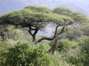 La girafe (Mammifères, Artiodactyles, Giraffidés, <em>Giraffa camelopardalis</em>) a deux petites cornes recouvertes de velour et à l'extrémité arrondie. Sa robe présente des tâches marrons sur fond fauve. Il existe une seule espèce de girafe mais plusieurs sous espèces, qui se différencient par la forme de leurs tâches. Un adulte mesure environ 5,30 mètres mais peut atteindre 5,80 m. C'est le plus haut des mammifères terrestres. L'adulte mâle pèse plus de 1,5 tonne et la femelle 1 tonne. Les girafes se nourrissent du feuillage des arbres, principalement des acacias. Leur langue préhensile, qui peut atteindre 50 cm, permet d'attraper les feuilles les plus hautes. [7853 views]