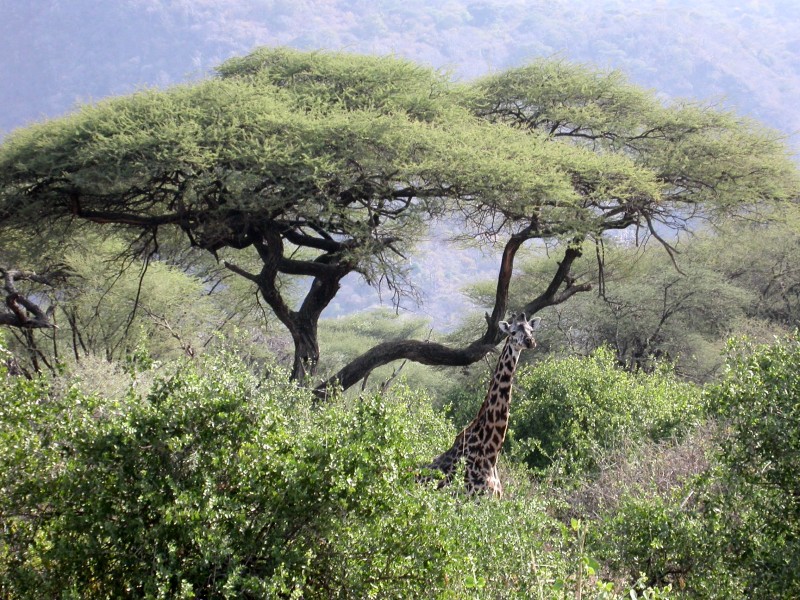 La girafe (Mammifères, Artiodactyles, Giraffidés, <em>Giraffa camelopardalis</em>) a deux petites cornes recouvertes de velour et à l'extrémité arrondie. Sa robe présente des tâches marrons sur fond fauve. Il existe une seule espèce de girafe mais plusieurs sous espèces, qui se différencient par la forme de leurs tâches. Un adulte mesure environ 5,30 mètres mais peut atteindre 5,80 m. C'est le plus haut des mammifères terrestres. L'adulte mâle pèse plus de 1,5 tonne et la femelle 1 tonne. Les girafes se nourrissent du feuillage des arbres, principalement des acacias. Leur langue préhensile, qui peut atteindre 50 cm, permet d'attraper les feuilles les plus hautes.