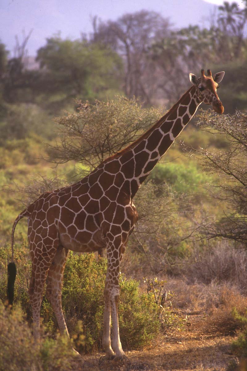 Girafe réticulée (<em>Giraffa camelopardalis</em>).