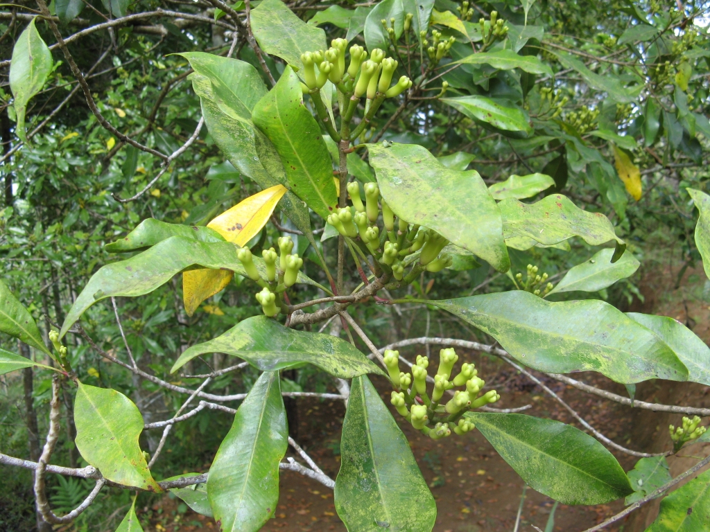 Giroflier. <em>Syzygium aromaticum</em> L. Myrtacées. Il est cultivé pour ses bourgeons floraux qui, séchés, donnent les clous de girofle.