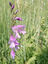 Glaïeul sauvage,  <em>Gladiolus segetum</em>. [24746 views]