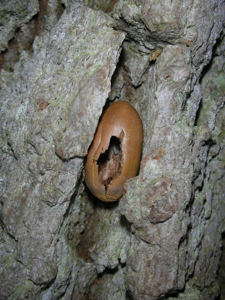 Gland incrusté dans l'écorce d'un arbre par une Sitelle. La Sitelle cale les glands dans les fentes des écorces afin de pouvoir les ouvrir.