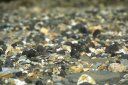 Grand Gravelot : petit limicole se nourissant de Mollusques et de vers.   Niche à même le sol, parmi les galets et les graviers (les oeufs se   confondent avec les caillou - là aussi, on a une certaine illustration   du mimétisme). [25981 views]
