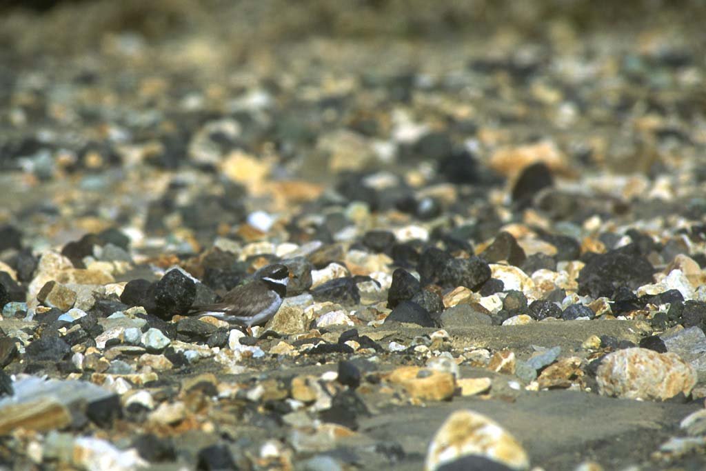 Grand Gravelot : petit limicole se nourissant de Mollusques et de vers.   Niche à même le sol, parmi les galets et les graviers (les oeufs se   confondent avec les caillou - là aussi, on a une certaine illustration   du mimétisme).