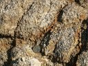 Le granite du Forez. Vue rapprochée.  Les cristaux de quartz, feldspath et les ferromagnésiens sont dégagés par l'altération. Ils sont à l'origine des dépôts de base (arène granitique). Les passées orangées témoignent de l'oxydation des minéraux ferromagnésiens par les eaux de ruissellement et d'infiltration. <a href='https://phototheque.enseigne.ac-lyon.fr/photossql/photos.php?RollID=images&FrameID=granite_forez1'>Voir aussi</a> [27990 views]