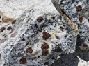 Granite à grenats. L'almandin est une variété de grenat minéral qui est généralement de couleur rouge ou brun rougeâtre. On le trouve dans les roches métamorphiques comme les schistes et les gneiss, ainsi que dans certaines roches ignées comme le granite. L'almandin se forme par le processus de métamorphisme, qui se produit lorsque les roches sont soumises à des températures et des pressions élevées. Au cours de ce processus, la composition minérale de la roche change et de nouveaux minéraux tels que l'almandin peuvent se former. L'almandin est généralement formé à partir du minéral pyroxène ou du feldspath plagioclase au cours du processus de métamorphisme. Il est donc fréquent dans les schistes, les gneiss et les filons d'aplite (granite clair à grains très fins). Il représente les cristaux de grande taille de certaines pegmatites, ces minéraux peuvent atteindre 50 centimètres. [151 views]