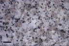 Granite gris du Sidobre (poli). Blancs : feldspaths (microcline 12% et plagioclases 39%) ; gris : quartz 39% ; noir : biotite 10%. Bon exemple de structure holocristalline. Ce granite est en réalité une granodiorite intrusive. Barre = 1 cm. [31874 views]