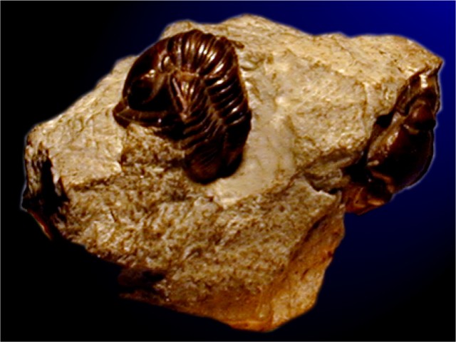 Trilobite, <em>Greenops boothy</em>, état de New York, Dévonien.