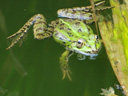 Grenouille verte, <em>Pelophylax kl. esculenta</em>. Elle est le résultat d'une hybridation naturelle stabilisée se maintenant par reproduction avec l'une des espèces parentes : <em>Pelophylax ridibunda</em>, grenouille rieuse, et <em>Pelophylax lessonae</em>, petite grenouille verte. On parle de klepton. [22398 views]