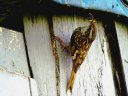 Grimpereau des jardins (Passériformes, Certhidae, <em>Certhia brachydactyla</em>) : bec long, fin et légèrement arqué, gorge blanc pur soyeux, sourcil blanc très net. Escalade les troncs, sa queue constituant un support. [5779 views]