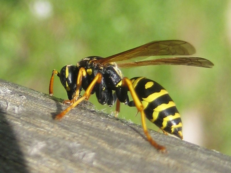 Guêpe (Hyménoptères, <em>Polistes sp</em>). Ce sont des insectes sociaux qui forment des colonies annuelles.  La colonie est constituée, au printemps, par la reine, une femelle fécondée à la fin de l'été précédent.
