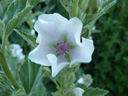 Fleur de guimauve officinale (<em>Althaea officinalis</em> L.), aussi appelée guimauve sauvage ou Mauve blanche. Plante herbacée vivace de la famille des Malvacées.

 [23181 views]