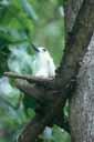 Couvaison (l'œuf peut être deviné sous la légère bosse des plumes ventrales). Le <em>Gybis alba</em> : 10000 couples vivent sur l'île de Cousin aux Seychelles (réserve ornithologique). Il ne fait pas de nid et pose son œuf unique dans des endroits précaires. [26678 views]