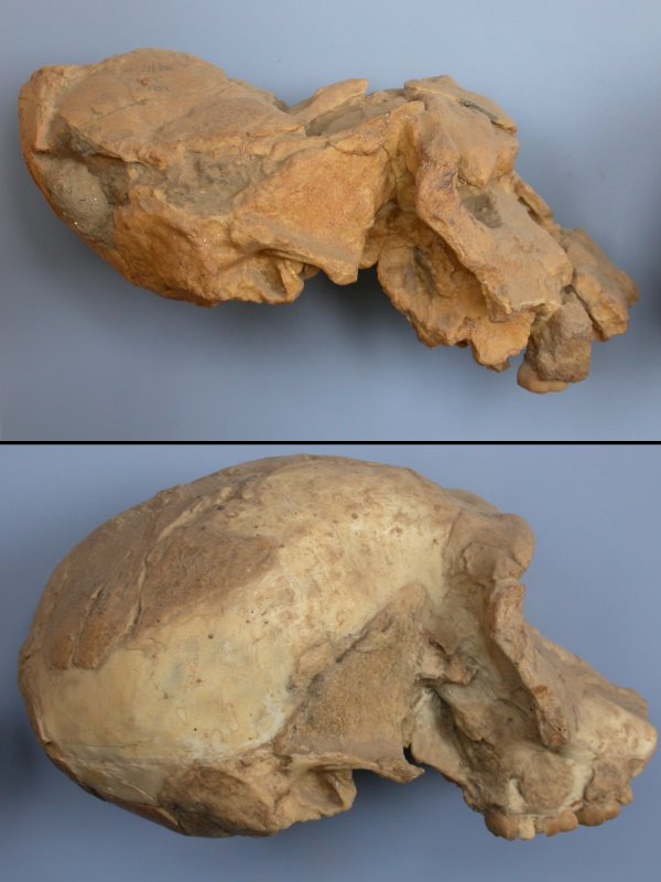 Crâne d'<em>Homo habilis</em> avant et après reconstitution. Louis Leakey  a découvert les premiers restes d'<em>Homo habilis</em> dans la gorge d'Olduvaï en Tanzanie en 1960. L'<em>Homo habilis</em> était bipède et avait un volume cérébral de 500 à 800 cm3. Il mesurait approximativement 1,40 m. C'est le premier à avoir utilisé la pierre pour en faire des outils. Le crâne présenté ici a été découvert en 1968 à Olduvaï par Paul Nzube. Il s'agit de l'individu OH24 surnommé "Twiggy" et daté de 1,75 à 2 Ma.