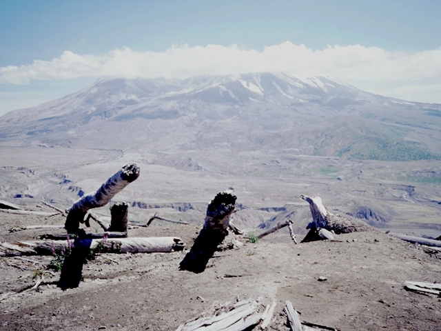 Le mont Saint Helens : le volcan (sommet à 8366 feets) vu du nord, avec quelques arbres déracinés sur place.
<BR><A HREF='https://phototheque.enseigne.ac-lyon.fr/photossql/GoogleEarth/helens1.kmz'><IMG SRC='googleearth.gif' BORDER=0></A>
