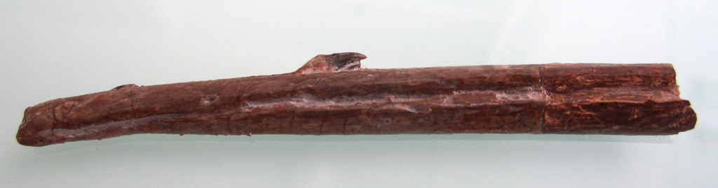 Fossile de mandibule d'<em>Hesperornis regalis</em> (Crétacé supérieur, 90-75 Ma, USA). Oiseau adapté à la vie aquatique, incapable de voler mais bon nageur, et qui avait des dents.