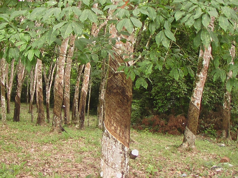 Plantation d'hévéas. <em>Hevea brasiliensis</em>, famille des euphorbiacées. Le latex naturel est utilisé pour la fabrication de gants chirurgicaux et de préservatifs.
