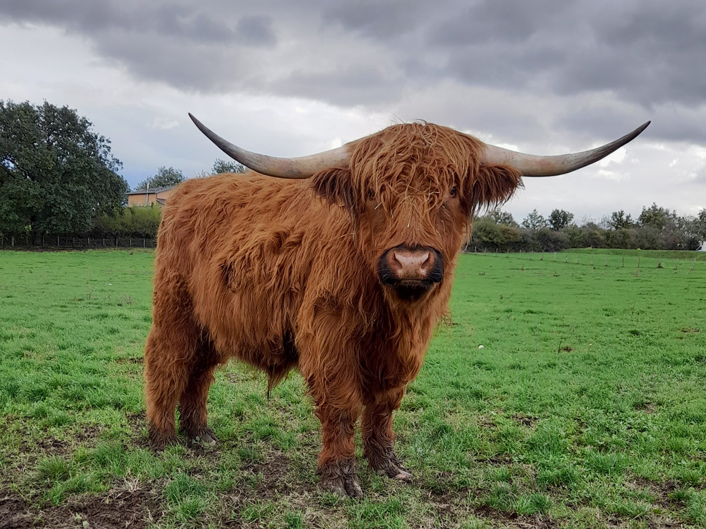 Taureau de la race Highland Cattle. Ces bovins sont originaires des hautes terres (Highlands) du nord-ouest de l'Écosse ainsi que des Hébrides extérieures, les îles situées en mer d’Écosse. Capable de vivre dans des conditions difficiles (froid, neige, humidité), l’animal s'adapte aussi aux contrées plus chaudes grâce à une forte résistance contre les écarts de température. Leur long pelage est en fait composé de deux couches de poils : le poil extérieur huileux et très long, qui recouvre un sous-poil laineux. La Highland produit peu de lait (moins d’1 litre par jour) et est surtout élevée pour sa viande.
