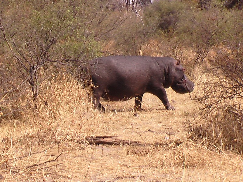 Hippopotame (Mammifères, Artiodactyles, Hippopotamidés, <em>Hippopotamus amphibius</em>).
