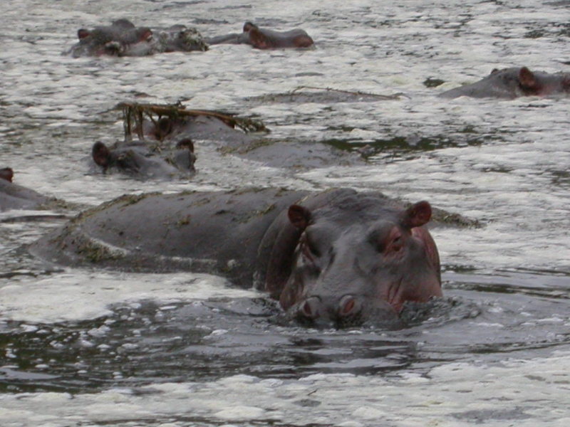 L'Hippopotame (Mammifères, Artiodactyles, Hippopotamidés, <em>Hippopotamus amphibius</em>) est apparenté aux Cétacés. Son corps est cylindrique. Sa peau, fine et glabre, a une teinte rosée. Ses pattes, courtes, sont munies de 4 doigts reliés par une membrane. Sa tête est massive. Ses narines, ses yeux et ses petites oreilles repliables sont situés haut sur le crâne autorisant une immersion maximale. Sa denture est impressionnante, particulièrement ses canines inférieures qui forment des défenses. Mesurant jusqu'à 4,50 mètres pour un poids de 3 tonnes, il passe ses journées dans l'eau douce et boueuse pour se protéger du soleil. Il se nourrit d'herbe et de graminés à proximité des berges. Mais, à la nuit tombée, il s'éloigne des berges pour rejoindre des pâturages par des sentiers précis, parcourant pour celà jusqu'à 10 kilomètres.