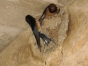 Hirondelles au nid, probablement espèce rustique (Passériformes, Hirundinidés, <em>Hirundo rustica</em>). Nid construit avec de la paille et de la boue et accroché à une poutre d'un bâtiment. On voit bien les taches blanches sur la queue ainsi que les filets, deux longues plumes de part et d'autre de la queue. [6335 views]