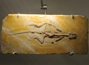 Fossile d' <em>Homoeosaurus maximiliani</em>, squamate appartenant au groupe des sphénodontiens (ou rhynchocéphales).  Il  provient de la carrière de Cerin (Ain), qui exploitait de 1850 à 1910 des calcaires du Kimméridgien terminal (Jurassique supérieur, - 151 Ma). Ces calcaires au grain très fin étaient utilisés en lithographie. Ils renferment également de très nombreux fossiles très variés et extraordinairement bien conservés. [2832 views]