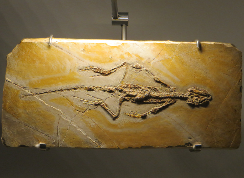 Fossile d' <em>Homoeosaurus maximiliani</em>, squamate appartenant au groupe des sphénodontiens (ou rhynchocéphales).  Il  provient de la carrière de Cerin (Ain), qui exploitait de 1850 à 1910 des calcaires du Kimméridgien terminal (Jurassique supérieur, - 151 Ma). Ces calcaires au grain très fin étaient utilisés en lithographie. Ils renferment également de très nombreux fossiles très variés et extraordinairement bien conservés.