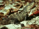 L'iguane commun est un reptile des forêts tropicales américaines. Jeune il se nourrit d'insectes. Adulte il consomme aussi des végétaux. [11307 views]