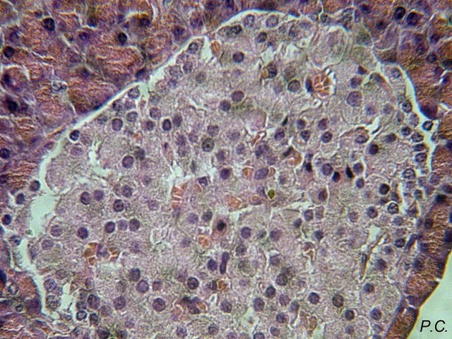 Coupes de pancréas de cobaye (observé au grossissement x 400) : détail d'un ilot de Langerhans. Les vaisseaux sanguins sont bien visibles (avec leurs globules).