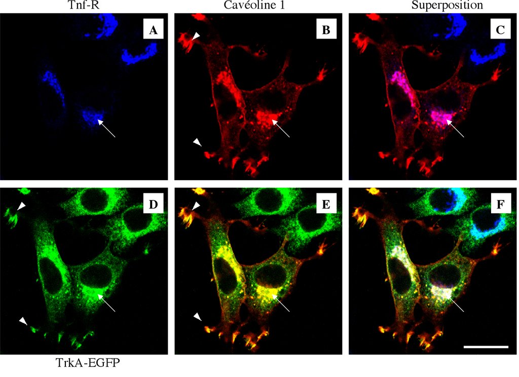 La microscopie confocale permet d'étudier la localisation de différentes protéines dans les cellules.  Des cellules PC12 (lignée tumorale dérivée de la crête neurale, chez le Rat) ont été transfectées pour exprimer la cavéoline 1 (protéine permettant de former des vésicules sur les membranes) et TrkA (récepteur du NGF=Nerve Growth Factor).  TrkA a la particularité d'être fusionné à la GFP (Green Fluorescent Protein), ce qui permet de le localiser par fluorescence verte.  La cavéoline 1 est détectée par un anticorps de lapin suivi d'un anticorps secondaire anti-lapin couplé à un fluorochrome rouge. Elle apparaît donc en rouge.  Le récepteur à la transferrine est détecté par un anticorps de souris suivi d'un anticorps secondaire anti-souris couplé à un fluorochrome bleu. Il apparaît donc en bleu.  Légendes: (A) Le marquage du compartiment endosomal par le récepteur à la transferrine (Tnf-R) apparaît en bleu. (B) Marquage de la cavéoline 1 en rouge. (C) Superposition des marquages Tnf-R et cavéoline 1 ; les zones de colocalisation apparaissent en rose. (D) Localisation subcellulaire de TrkA-GFP révélée par la fluorescence verte de la GFP. (E) Superposition des marquages TrkA-EGFP et cavéoline 1 ; les zones de colocalisation apparaissent en jaune. (F) Superposition des marquages Tnf-R, TrkA-GFP et cavéoline 1 ; les zones de colocalisation apparaissent en blanc. Barre = 5 micron.    <BR>  L'observation par microscopie confocale montre que la cavéoline 1 et TrkA-GFP sont très largement co-localisés à la fois à la surface cellulaire (pointe de flèche) et à l'intérieur de la cellule (flèche). Le compartiment intracellulaire où se co-localisent la cavéoline 1 et TrkA-GFP est également marqué par un anticorps dirigé contre le récepteur à la transferrine.  Le marquage périphérique correspond à des sites particuliers de la membrane plasmique, des filopodes enrichis en actine sous-membranaire. Le marquage intracellulaire correspond aux endosomes précoces et de recyclage, enrichis en récepteur à la transferrine. Des mouvements vésiculaires déplacent TrkA-EGFP entre ces deux localisations cellulaires.  On peut noter la présence de 2 cellules (en haut à droite) sans marquage Cavéoline 1. Ces deux cellules n'ont pas été transfectées par le vecteur d'expression de la protéine (la transfection d'une population de cellules n'est jamais efficace à 100%).