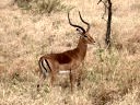 L'Impala (Mammifères, Artiodactyles, Bovidés, <em>Aepyceros melampus</em>) est une antilope. Son dos est droit et ses membres sont fins. Le mâle porte des cornes en forme de lyre. Sa robe est de couleur marron sur la moitié supérieure de son corps, brun clair sur le bas et blanc sur le ventre. Il peut faire des bonds de 10 mètres de long et de 3 mètres de haut et galoper à 60 km/h. C'est un animal grégaire : le troupeau comprend plusieurs dizaines de bêtes. Les impalas se mêlent souvent aux zèbres et aux gnous. L'impala se nourrit d'herbe et de plantes. Il est la proie de nombreux carnivores comme les lions, les léopards et les hyènes. [31636 views]