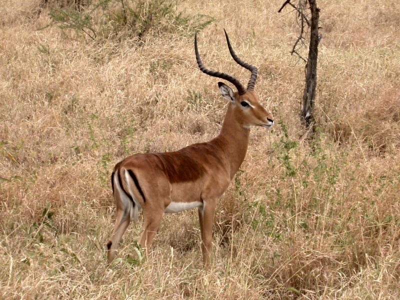 L'Impala (Mammifères, Artiodactyles, Bovidés, <em>Aepyceros melampus</em>) est une antilope. Son dos est droit et ses membres sont fins. Le mâle porte des cornes en forme de lyre. Sa robe est de couleur marron sur la moitié supérieure de son corps, brun clair sur le bas et blanc sur le ventre. Il peut faire des bonds de 10 mètres de long et de 3 mètres de haut et galoper à 60 km/h. C'est un animal grégaire : le troupeau comprend plusieurs dizaines de bêtes. Les impalas se mêlent souvent aux zèbres et aux gnous. L'impala se nourrit d'herbe et de plantes. Il est la proie de nombreux carnivores comme les lions, les léopards et les hyènes.