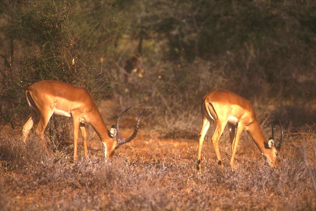 Impalas (<i>Aepyceros melampus</i>) mâles.
