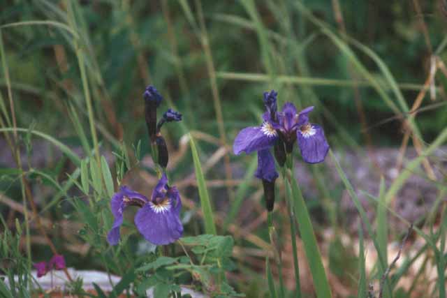 Iris dans la péninsule de Kenai au sud de l'Alaska. Ils poussent près d'un lac en bordure de forêt.