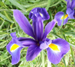<em>Iris hollandica</em> "<em>Blue magic</em>". Cet iris de Hollande doit son nom à sa couleur bleue cobalt irisée. C'est une plante vivace à bulbe. Il est fréquent dans les jardins. "<em>Les iris de Saint Rémy</em>" (1889) est l'un des chefs d’œuvre du peintre hollandais Vincent Van Gogh. [1063 views]