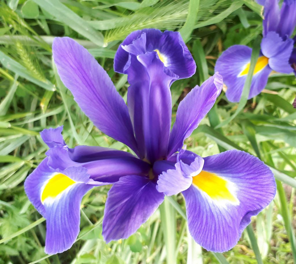 <em>Iris hollandica</em> "<em>Blue magic</em>". Cet iris de Hollande doit son nom à sa couleur bleue cobalt irisée. C'est une plante vivace à bulbe. Il est fréquent dans les jardins. "<em>Les iris de Saint Rémy</em>" (1889) est l'un des chefs d’œuvre du peintre hollandais Vincent Van Gogh.