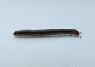 Iule, myriapode de la classe des diplopodes (2 paires de pattes par segment). Il vit dans la litière, et se nourrit de débris de matière organique (détritivore). [3181 views]