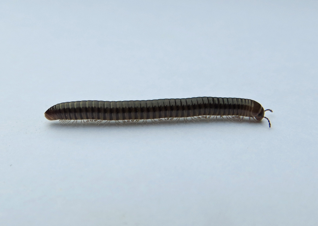 Iule, myriapode de la classe des diplopodes (2 paires de pattes par segment). Il vit dans la litière, et se nourrit de débris de matière organique (détritivore).