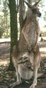 Kangourou : marsupial endémique de l'Australie. Le petit passe la première partie de sa vie fixé à la mamelle dans la poche maternelle. Elle constitue pour les plus grands un refuge apprécié bien qu'exigu ! [31190 views]