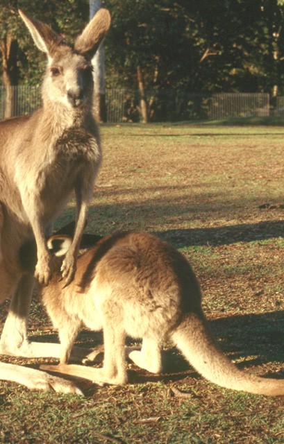 Kangourou : marsupial endémique de l'Australie. Le petit passe la première partie de sa vie fixé à la mamelle dans la poche maternelle. Elle constitue pour les plus grands un refuge apprécié bien qu'exigu !