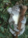 Le koala est un mammifère marsupial en voix d'extinction du fait de la réduction de son habitat. Il se nourrit exclusivement de feuilles d'eucalyptus qui rendent sa chair peu attirante pour les prédateurs. [9134 views]