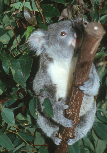 Le koala est un mammifère marsupial en voix d'extinction du fait de la réduction de son habitat. Il se nourrit exclusivement de feuilles d'eucalyptus qui rendent sa chair peu attirante pour les prédateurs.