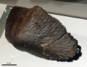 Ksar El Hajoui, chondrite ordinaire trouvée en 2010 au Maroc. Il s'agit d'une météorite orientée. [22534 views]
