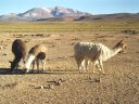 Lamas : <em>Lama glama</em>, le plus grand camélidé d'Amérique. Domestique. [12505 views]
