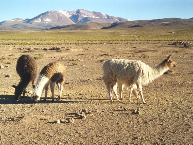 Lamas : <em>Lama glama</em>, le plus grand camélidé d'Amérique. Domestique.