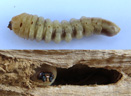 Larve de cérambycidé. Les Cérambycidés sont des coléoptères communément appelés capricornes ou longicornes. La larve se nourrit de bois (elle est xylophage). Elle creuse des galeries avec ses puissantes mandibules. Les pattes sont très petites. La progression dans les galeries se fait grâce aux mamelons charnus présents sur les faces inférieures et supérieures des segments abdominaux. Galerie creusée ici dans du cèdre, longueur de la larve : 5 cm. [6784 views]