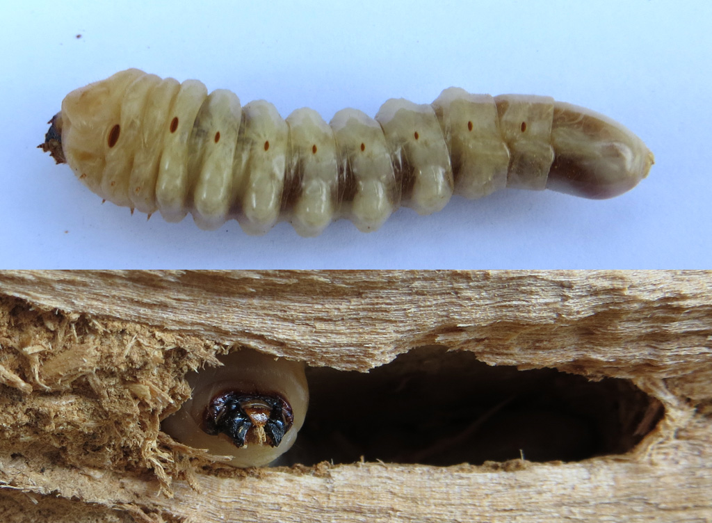 Larve de cérambycidé. Les Cérambycidés sont des coléoptères communément appelés capricornes ou longicornes. La larve se nourrit de bois (elle est xylophage). Elle creuse des galeries avec ses puissantes mandibules. Les pattes sont très petites. La progression dans les galeries se fait grâce aux mamelons charnus présents sur les faces inférieures et supérieures des segments abdominaux. Galerie creusée ici dans du cèdre, longueur de la larve : 5 cm.